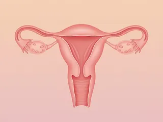 Illustration of the uterus on a soft peach background.